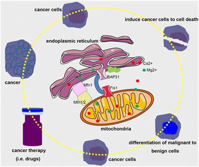 Editorial: Regulation of endoplasmic reticulum and mitochondria in cellular homeostasis